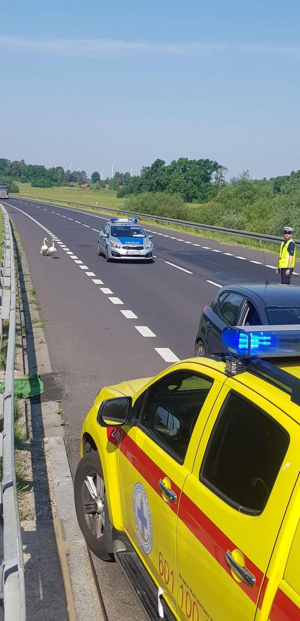 PORANNA ESKORTA ŁABĘDZIEJ RODZINY ZAKOŃCZONA SUKCESEM ZDJĘCIA I FILM