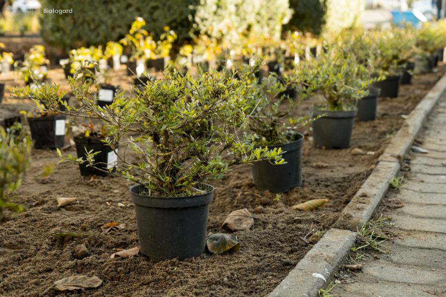 Upiększenie  skweru na ul. 1 Maja
