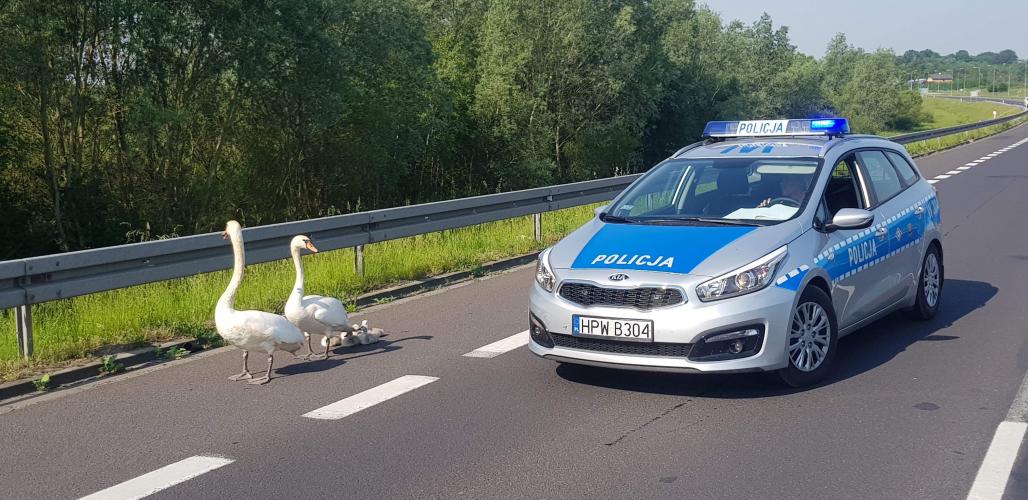 PORANNA ESKORTA ŁABĘDZIEJ RODZINY ZAKOŃCZONA SUKCESEM ZDJĘCIA I FILM