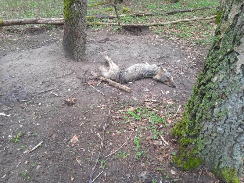 Kolejna ofiara śmiercionośnej pułapki - UWAGA! Drastyczne zdjęcia!