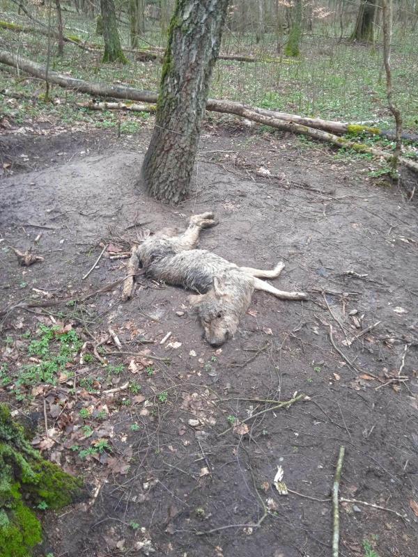 Kolejna ofiara śmiercionośnej pułapki - UWAGA! Drastyczne zdjęcia!