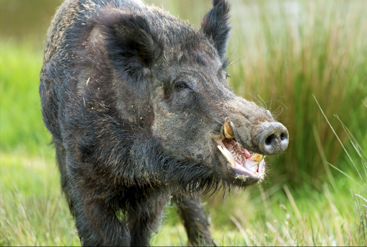 Dzik terroryzuje mieszkańców Białogardu! (VIDEO)