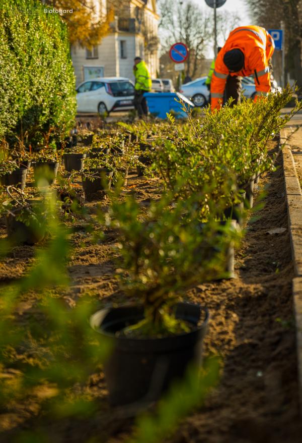 Upiększenie  skweru na ul. 1 Maja