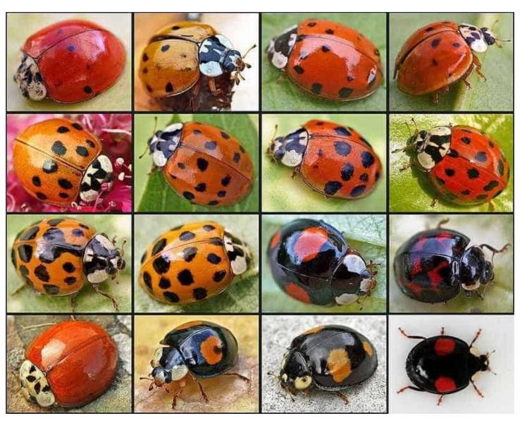 UWAGA! To nie są biedronki. 