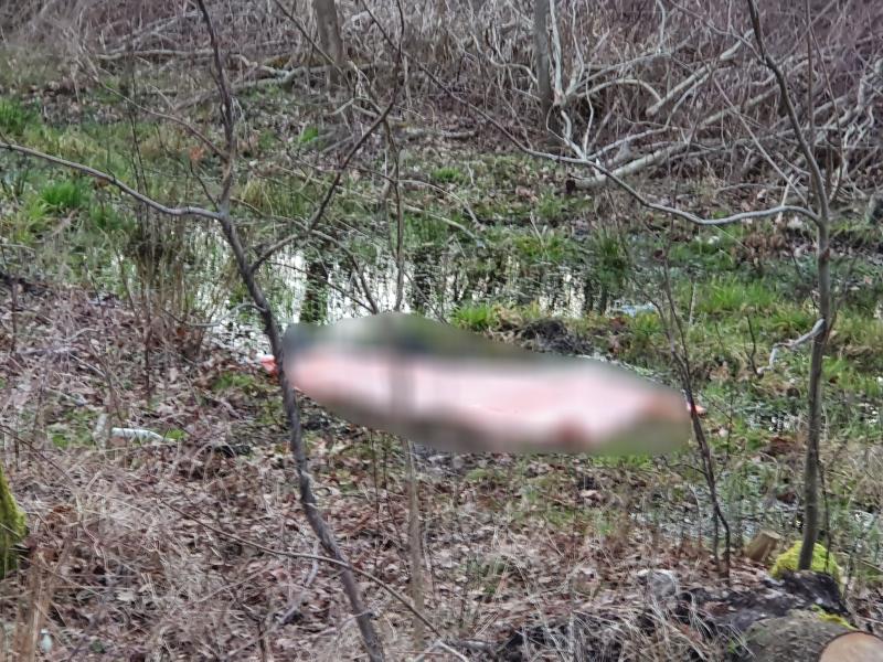 Makabryczne odkrycie w Karlinie pod Białogardem. Znaleziono ciało mężczyzny! 
