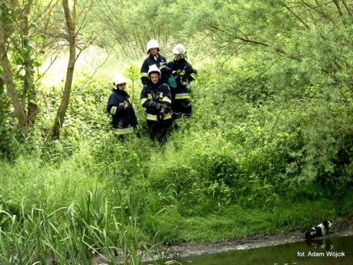 Strażacy uratowali psa. 