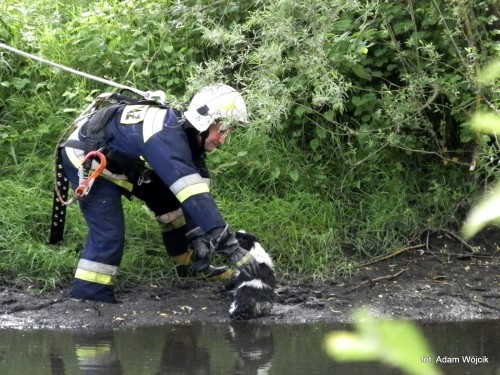 Strażacy uratowali psa. 