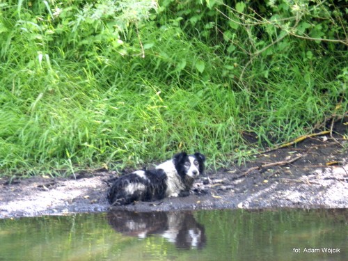Strażacy uratowali psa. 