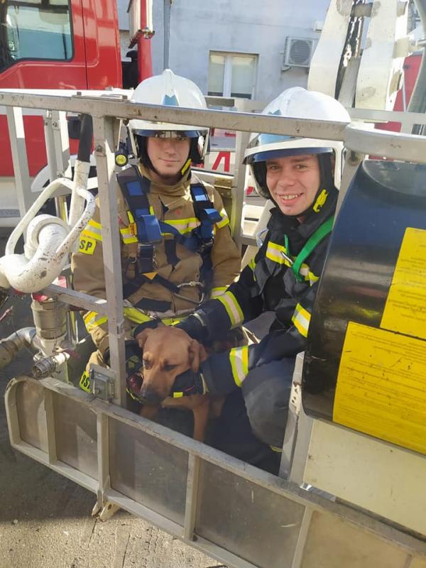 O psie, który chodził po dachu