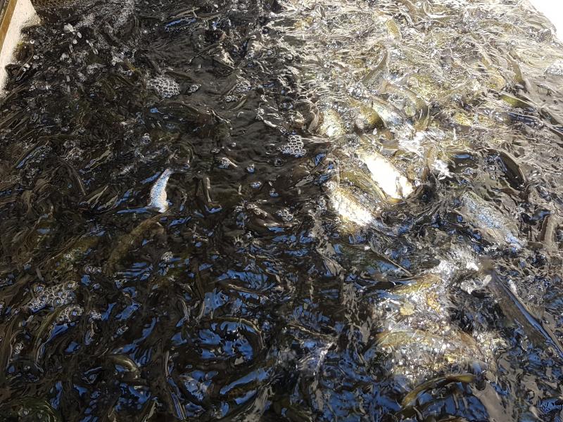 Zarybienia Parsęty smoltem troci i łososia  - dzieci biorą udział. 