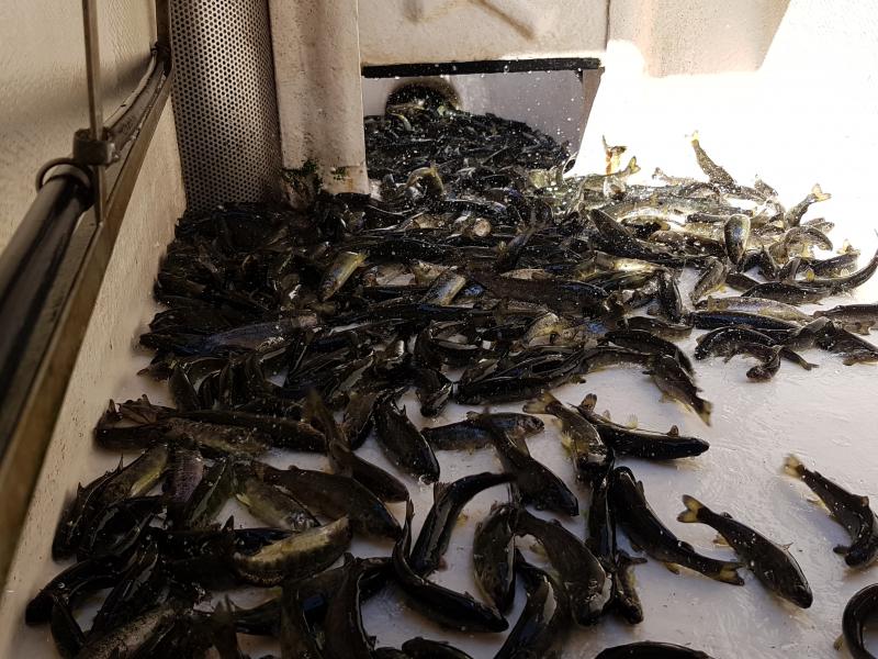 Zarybienia Parsęty smoltem troci i łososia  - dzieci biorą udział. 