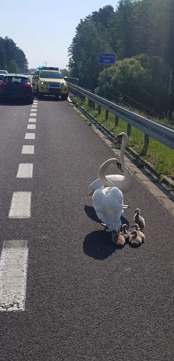 PORANNA ESKORTA ŁABĘDZIEJ RODZINY ZAKOŃCZONA SUKCESEM ZDJĘCIA I FILM