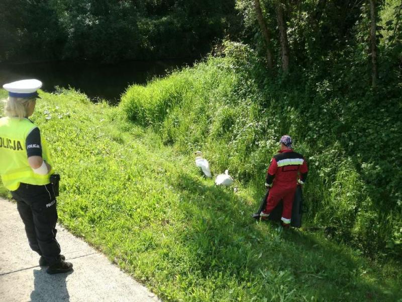 PORANNA ESKORTA ŁABĘDZIEJ RODZINY ZAKOŃCZONA SUKCESEM ZDJĘCIA I FILM