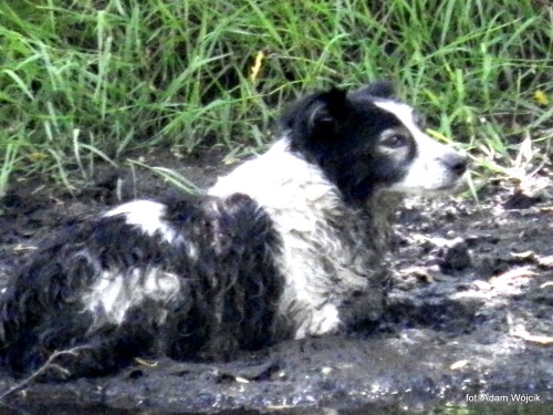 Strażacy uratowali psa. 