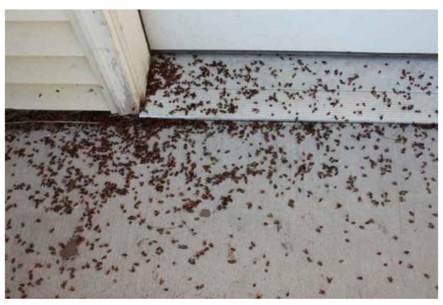 UWAGA! To nie są biedronki. 