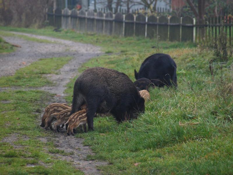 Stado dzików sieje postrach w Białogardzie - działkowcy uciekają przerażeni! Zobaczcie zdjęcia.