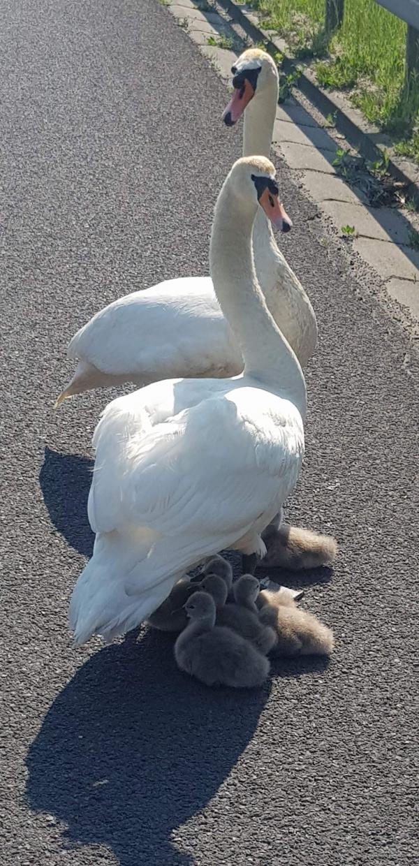 PORANNA ESKORTA ŁABĘDZIEJ RODZINY ZAKOŃCZONA SUKCESEM ZDJĘCIA I FILM