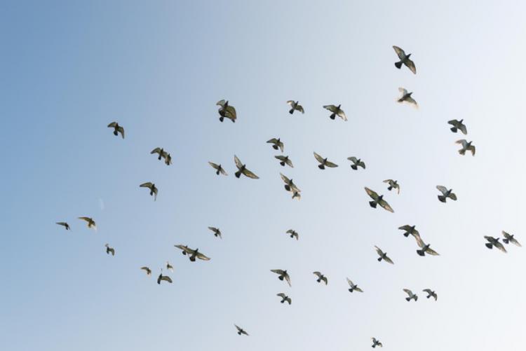 BIAŁOGARD ZAGROŻONY WYSTĄPIENIEM PTASIEJ GRYPY