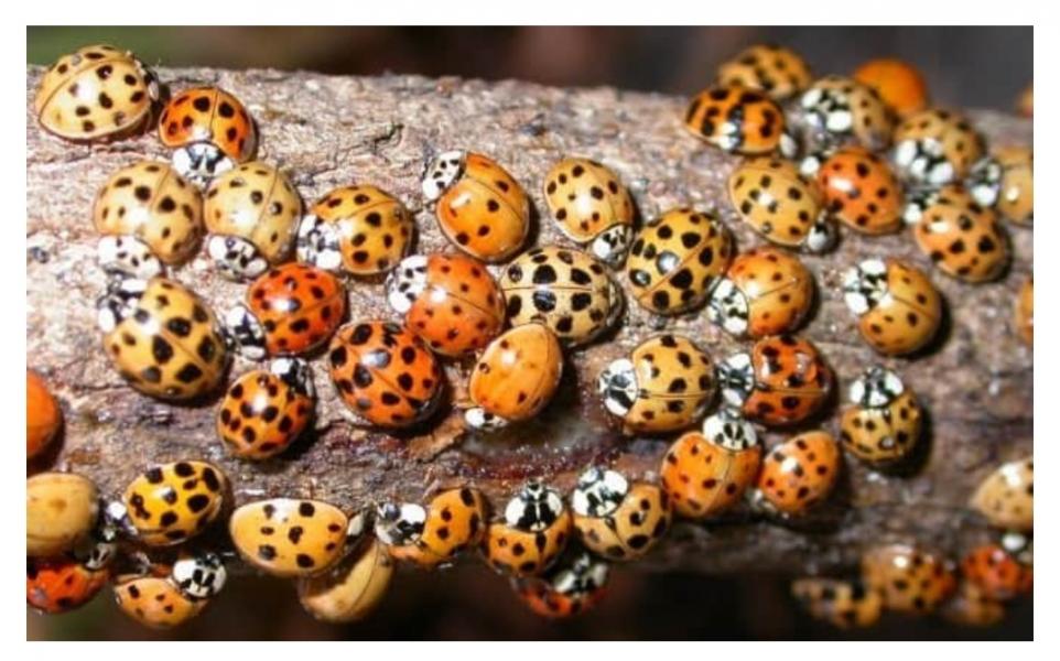 UWAGA! To nie są biedronki. 