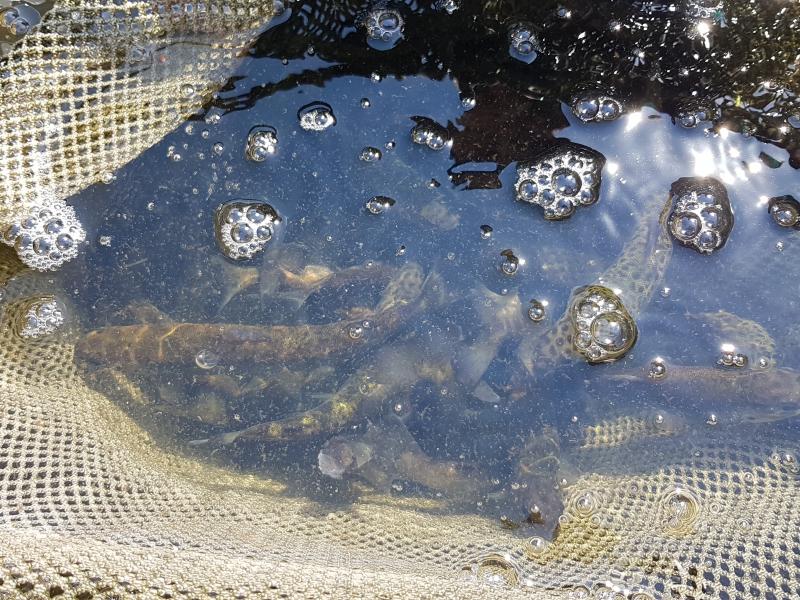 Zarybienia Parsęty smoltem troci i łososia  - dzieci biorą udział. 