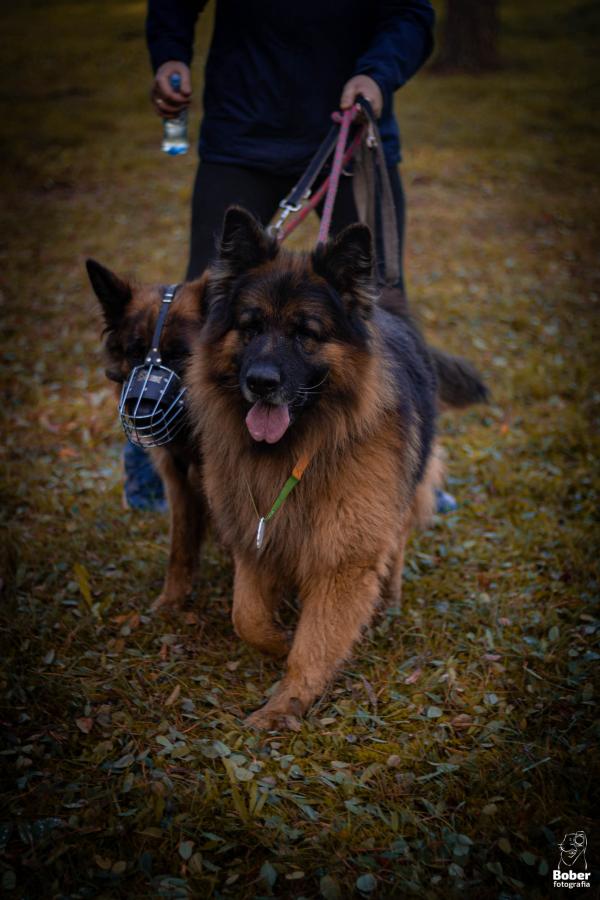 Marszobieg z Psem w Białogardzkim Schronisku SOS