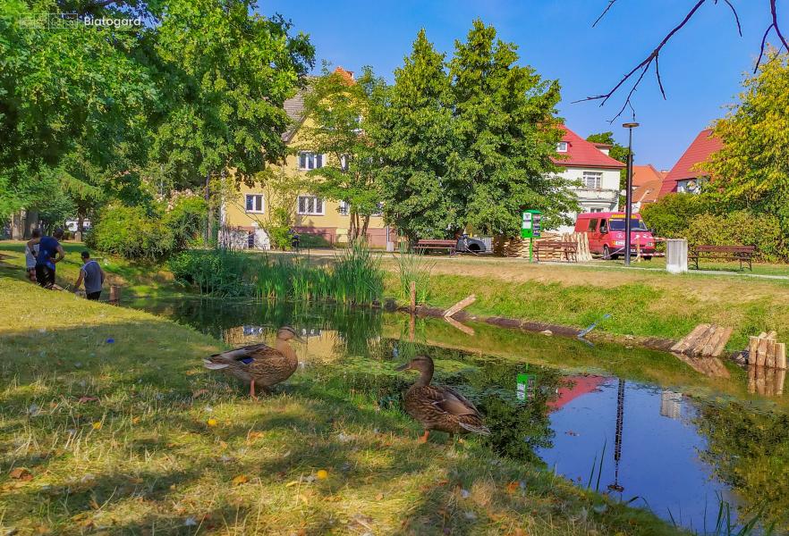 Rozpoczęła się modernizacja stawów w Parku Orła Białego