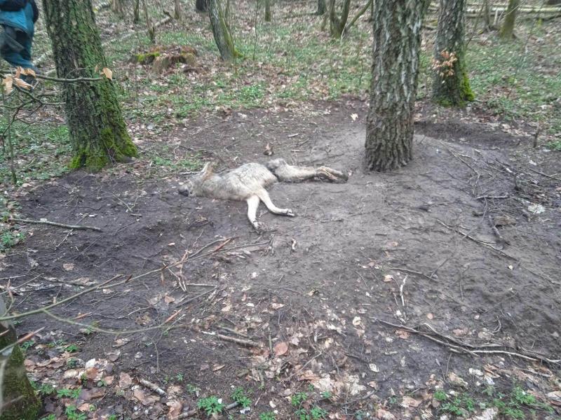 Kolejna ofiara śmiercionośnej pułapki - UWAGA! Drastyczne zdjęcia!