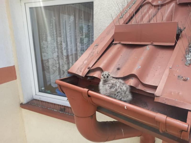 Niecodzienna Akcja Białogardzkich Strażaków