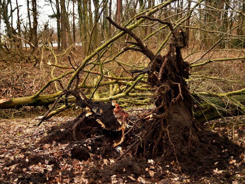 Skutki Orkanu Eunice