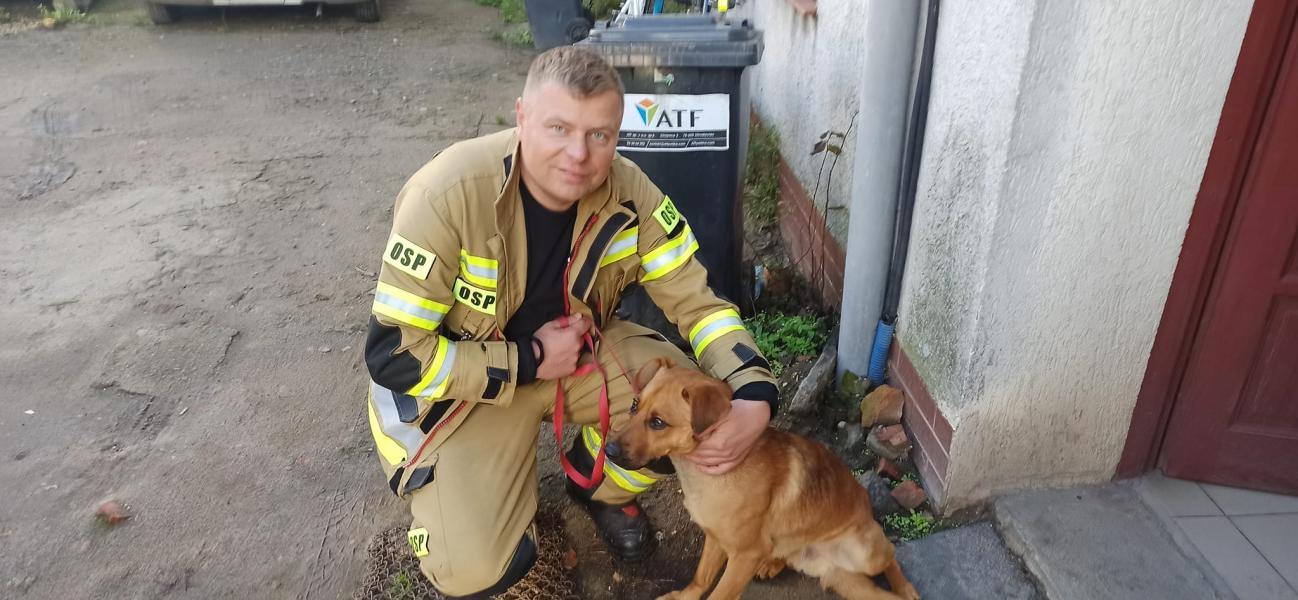 O psie, który chodził po dachu