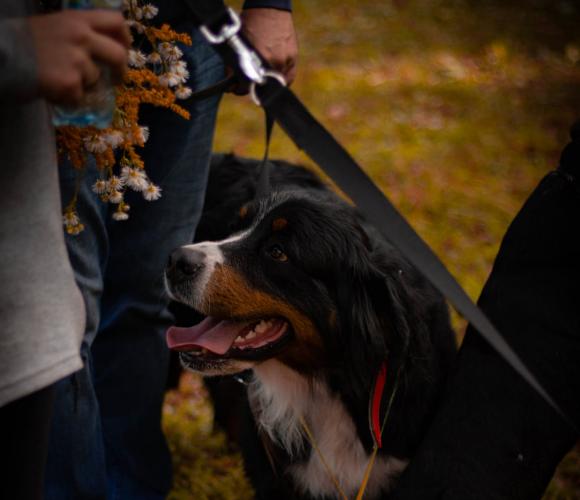 III BIAŁOGARDZKI MARSZOBIEG Z PSEM 