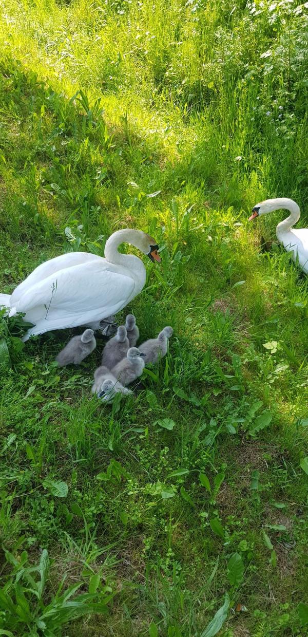 PORANNA ESKORTA ŁABĘDZIEJ RODZINY ZAKOŃCZONA SUKCESEM ZDJĘCIA I FILM