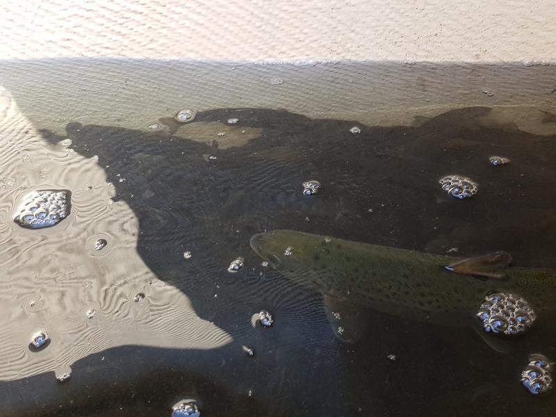 Zarybienia Parsęty smoltem troci i łososia  - dzieci biorą udział. 