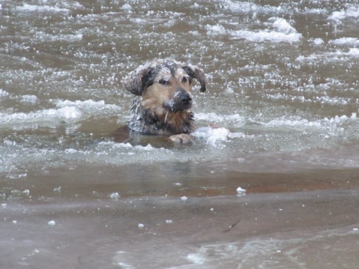 Strażacy uratowali topiącego się psa - ZDJĘCIA