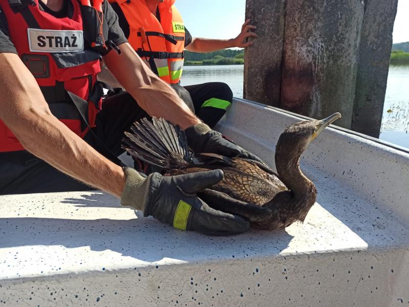 Nietypowa akcja Strażaków 