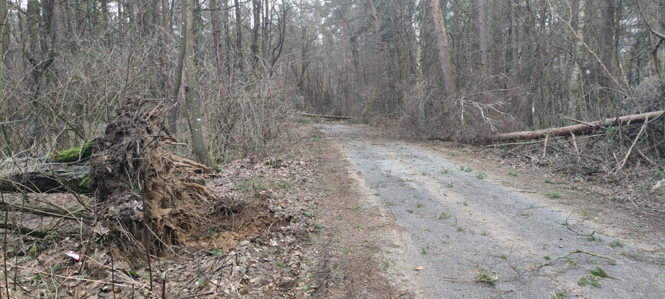 Strażacy mieli ręce pełne roboty