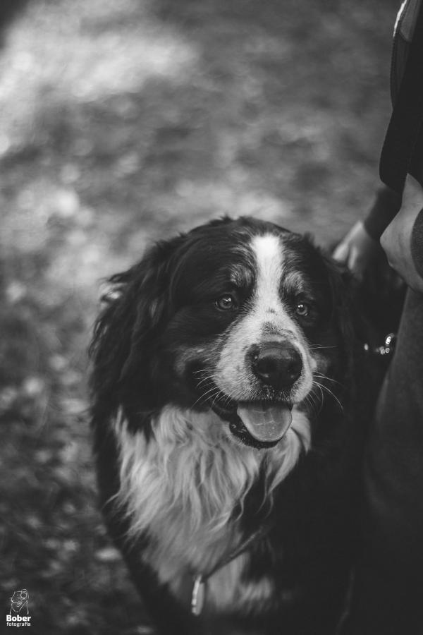 Marszobieg z Psem w Białogardzkim Schronisku SOS