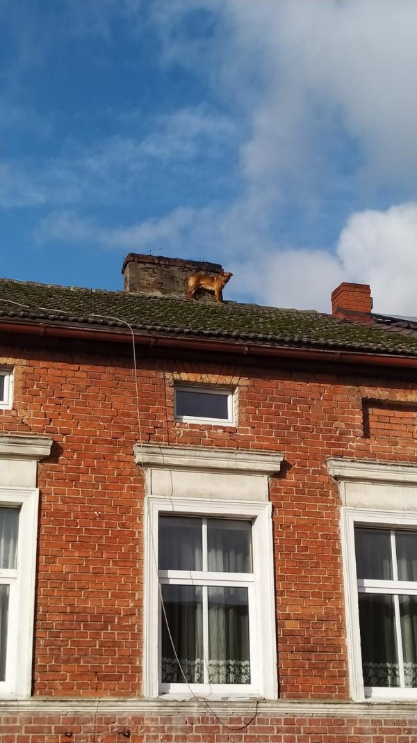 O psie, który chodził po dachu