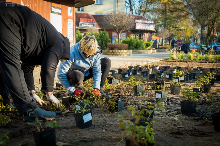 Upiększenie  skweru na ul. 1 Maja