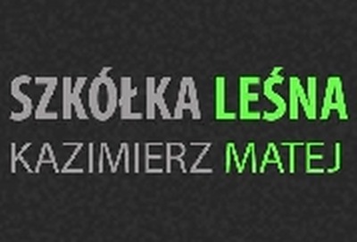 SADZONKI BUKA - SZKÓŁKA LEŚNA