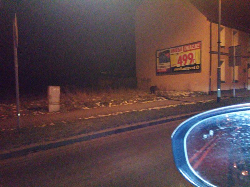 Dzik spaceruje po Białogardzie!