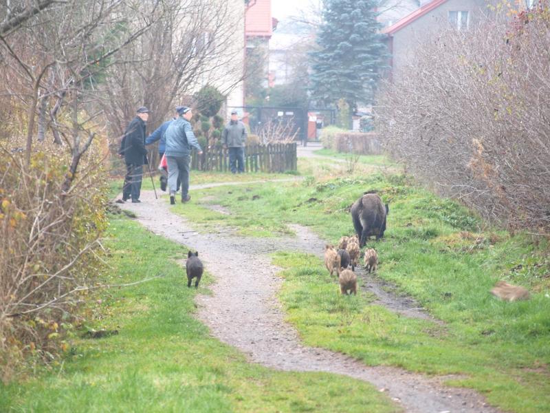 Stado dzików sieje postrach w Białogardzie – działkowcy uciekają przerażeni! Zobaczcie zdjęcia.