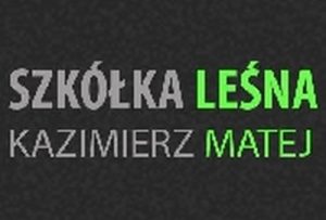 SADZONKI BUKA – SZKÓŁKA LEŚNA